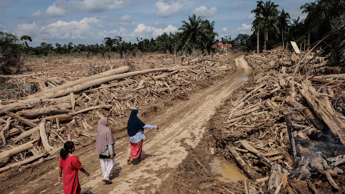 Benih Pemulihan, Perjalanan Panjang Pemulihan Hutan Sumatera Hulu yang Terkena Bencana